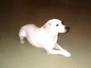 Dieser Hund spielt mit! (10)